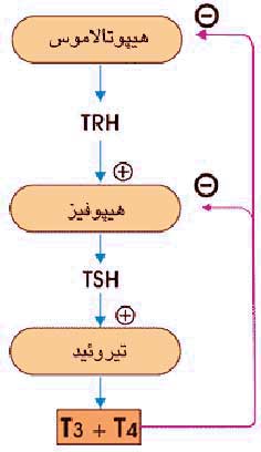 تنظيم هورمون